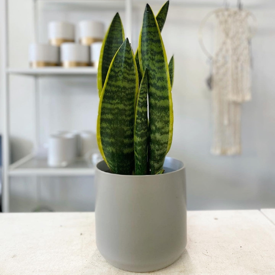 Sansevieria (The Air Purifier) – Toronto Market Company Inc.